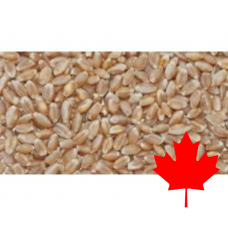 Whole Wheat Kernels, Hard, Red, 20 KG
